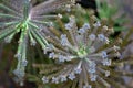 Devil`s backbone flowers bloom in the garden