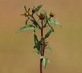 Devil`s beggarticks blooming plant with yellow flowers, Bidens frondosa Royalty Free Stock Photo