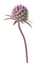 Devil`s-bit scabious