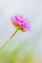 Devil`s-bit Scabious - Succisa pratensis