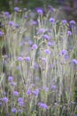 Devil`s-bit scabious, Succisa pratensis, flowering plant Royalty Free Stock Photo