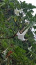 Devil`s breath flowers hanging from tree