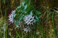 Devil's Claw (Physoplexis comosa) Royalty Free Stock Photo