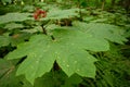 Devil`s club Oplopanax horridus leaves and fruit Royalty Free Stock Photo