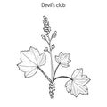 Devil s club or walking stick Oplopanax horridus , medicinal plant Royalty Free Stock Photo