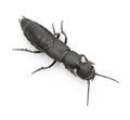 Devil's coach-horse beetle, Ocypus olens Royalty Free Stock Photo