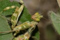 Devil`s flower mantis Royalty Free Stock Photo