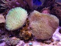 Devil`s hand coral and toadstool leather coral reef inside a saltwater aquarium