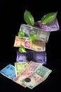 Devil`s ivy Epipremnum aureum or Money plant leaf with Indian rupee currency notes over black background. Royalty Free Stock Photo