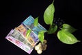 Devil`s ivy Epipremnum aureum or Money plant leaf with Indian rupee currency notes over black background. Royalty Free Stock Photo