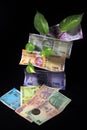 Devil`s ivy Epipremnum aureum or Money plant leaf with Indian rupee currency notes over black background. Royalty Free Stock Photo