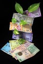 Devil`s ivy Epipremnum aureum or Money plant leaf with Indian rupee currency notes over black background. Royalty Free Stock Photo