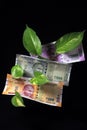 Devil`s ivy Epipremnum aureum or Money plant leaf with 200, 500, 2000 rupee currency note over black background. Royalty Free Stock Photo