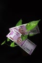 Devil`s ivy Epipremnum aureum or Money plant leaf with 2000 rupees currency note over black backgroud Royalty Free Stock Photo