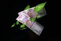 Devil`s ivy Epipremnum aureum or Money plant leaf with 2000 rupees currency note over black background Royalty Free Stock Photo