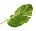 Devil`s ivy, Golden pothos, Epipremnum aureum, Heart shaped leaves vine with large leaves isolated on white background Royalty Free Stock Photo