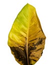 Devil`s Ivy, Golden Pothos, Epipremnum Aureum, Heart Shaped Leaves Vine With Large Leaves Isolated On White Background