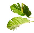 Devil`s ivy, Golden pothos, Epipremnum aureum, isolated on white background with clipping path