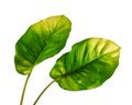 Devil`s ivy, Golden pothos, Epipremnum aureum, isolated on white background with clipping path