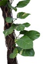 Devil`s ivy or Golden pothos growing in wild, big jungle vines a