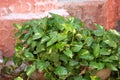 Devils Ivy, Golden pothos, Epipremnum aureum Royalty Free Stock Photo