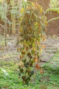 Devil`s ivy hanging on pot.Epipremnum aureum Royalty Free Stock Photo