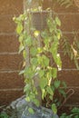 Devil`s ivy hanging on pot.Epipremnum aureum Royalty Free Stock Photo