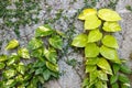 Devil's ivy on wall