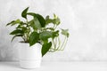 Devil`s ivy in a white modern pot Royalty Free Stock Photo