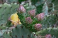 Devilâs-tongue, Opuntia humifusa, close-up buds