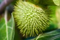 Devil`s Trumpet, Datura metel, in the garden, close up. Royalty Free Stock Photo