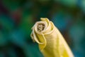 Devil's Trumpet, Datura metel, in the garden, close up.