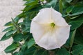 Devil's Trumpet, Datura metel, in the garden, close up.