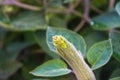 Devil's Trumpet, Datura metel, in the garden, close up.