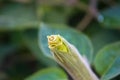 Devil's Trumpet, Datura metel, in the garden, close up.