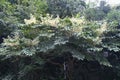 Devil`s walking stick Aralia elata flowers.