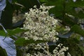 Devil`s walking stick Aralia elata flowers.