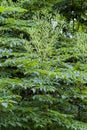 Devil`s Walking Stick Blooms - Aralia spinosa