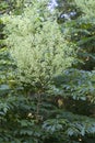 Devil`s Walking Stick Blooms - Aralia spinosa Royalty Free Stock Photo