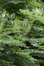 Devil`s Walking Stick Blooms - Aralia spinosa Royalty Free Stock Photo