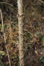 Devil's Walkingstick Trunk Spikes - Thorns - Aralia spinosa Royalty Free Stock Photo