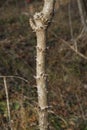 Devil's Walkingstick Trunk Spikes - Thorns - Aralia spinosa Royalty Free Stock Photo