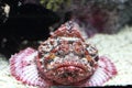 Devil scorpion fish Royalty Free Stock Photo