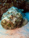 Devil Scorpion fish Scorpaenopsis Diabola