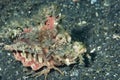 Devil Scorpionfish Inimicus didactylus Royalty Free Stock Photo