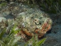 Devil scorpionfish , red sea Royalty Free Stock Photo