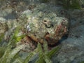 Devil scorpionfish , red sea Royalty Free Stock Photo