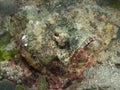 Devil scorpionfish , red sea Royalty Free Stock Photo