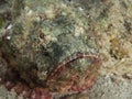 Devil scorpionfish , red sea Royalty Free Stock Photo