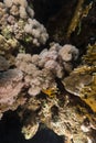 Devil scorpionfish in the Red Sea. Royalty Free Stock Photo
